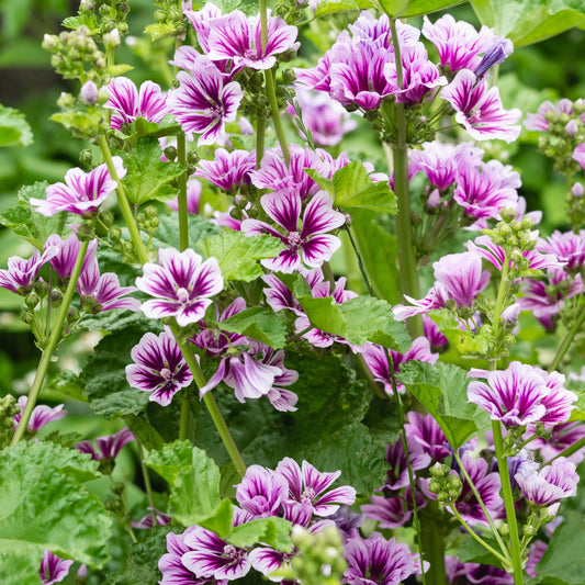 Groot kaasjeskruid 'Zebrina' (x2) - Bakker