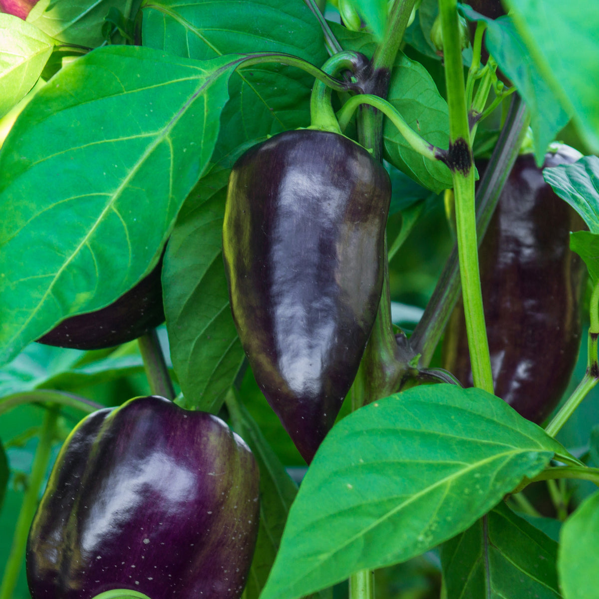 Paprika 'Bellania' - Bakker