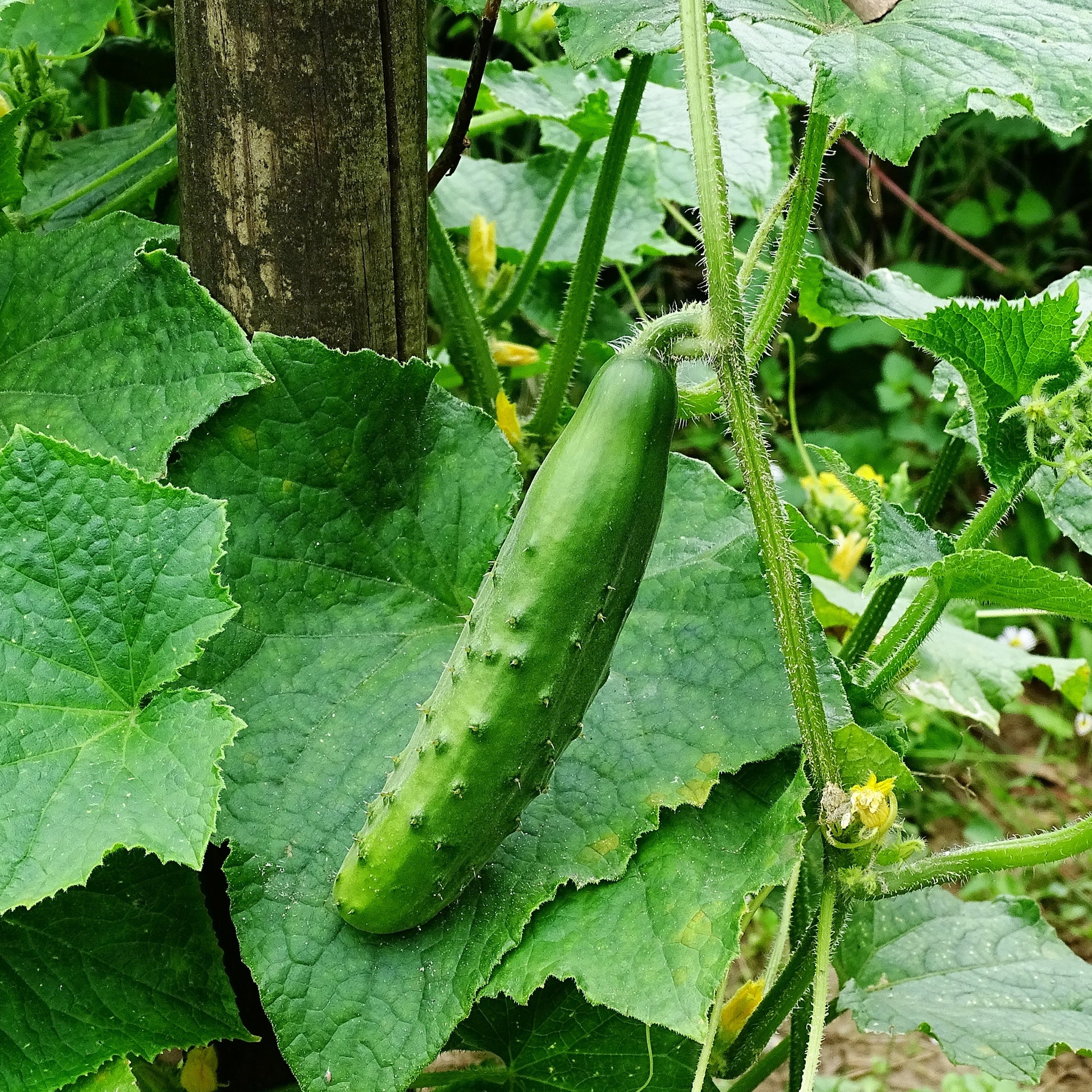 Komkommer 'Raider F1' - Cucumis sativus raider f1 - Moestuin