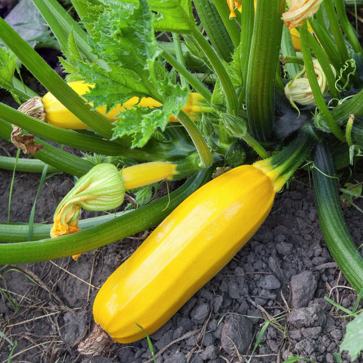 Courgette 'Sunlight F1' - Bakker