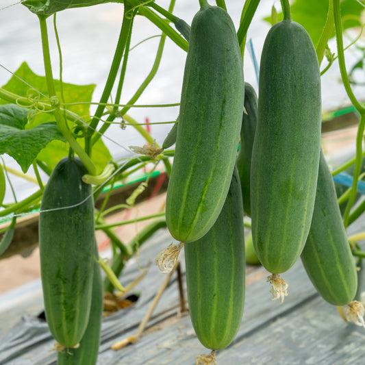 Komkommer 'Gynial F1' - Cucurbita pepo gynial f1 - Moestuin