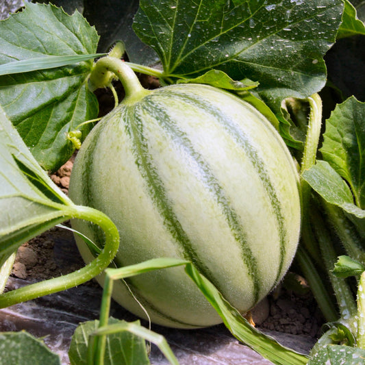 Cantaloupe meloen 'Edgar F1' - Cucumis melo edgar f1 - Moestuin