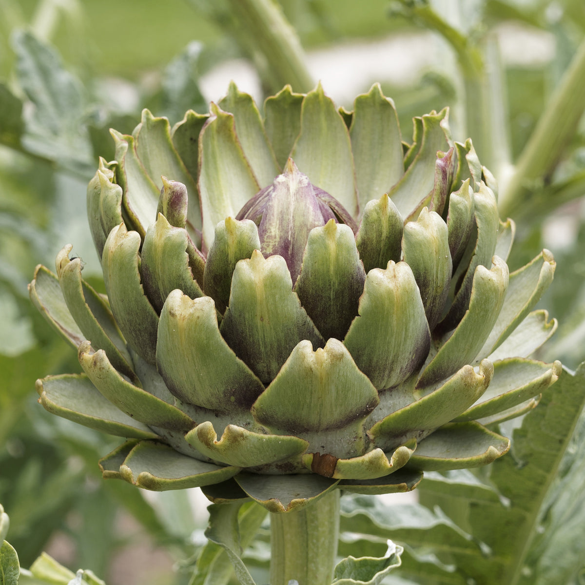 Artisjok 'Laon' - Bakker