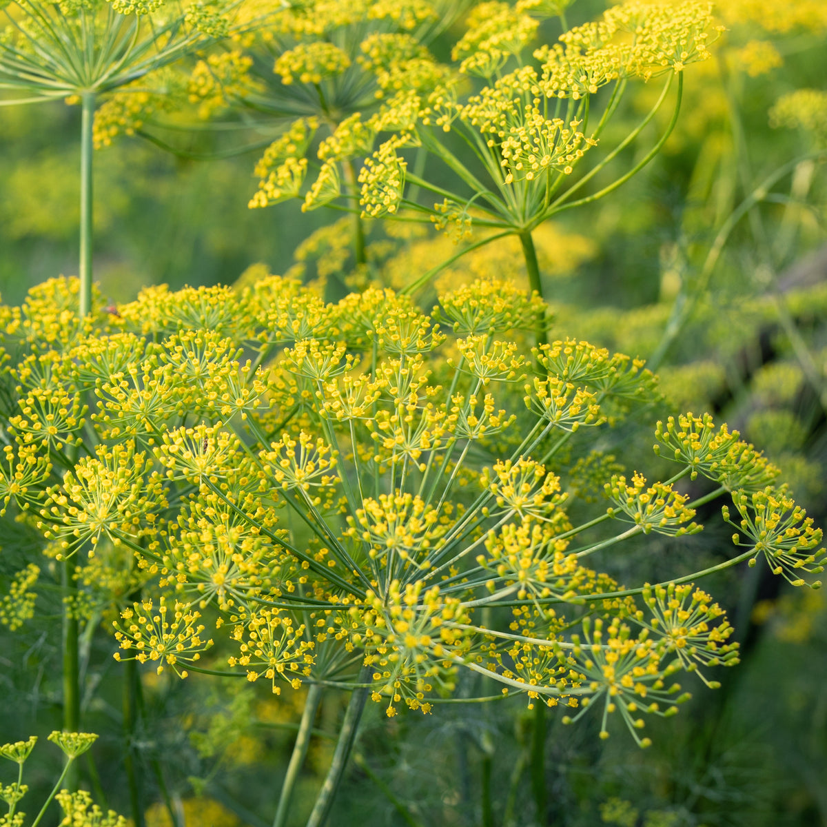 Dille - Anethum graveolens - Bakker