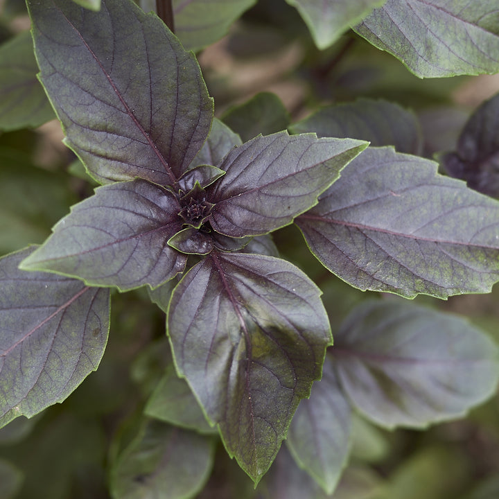 Basilicum - Ocimum basilicum | Online kopen op Bakker.com