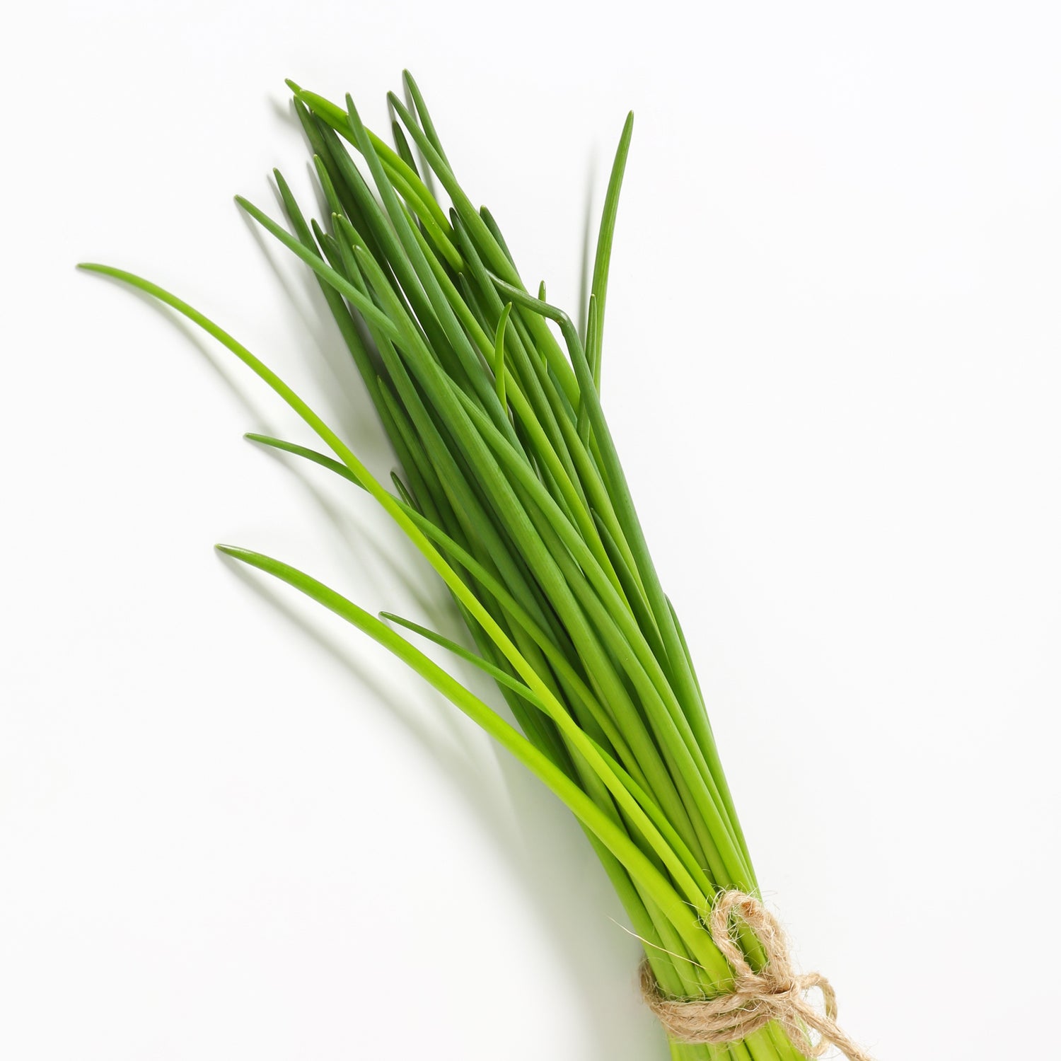 Allium schoenoprasum - Bieslook