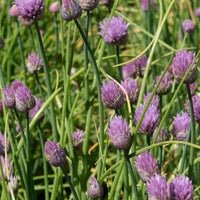 Bieslook - Allium schoenoprasum - Kruiden