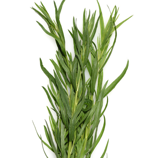Dragon - Artemisia dracunculus - Moestuin