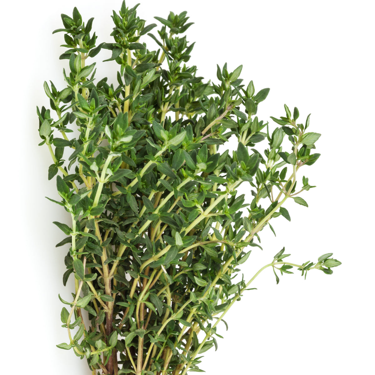 Thymus vulgaris - Echte tijm - Tijm