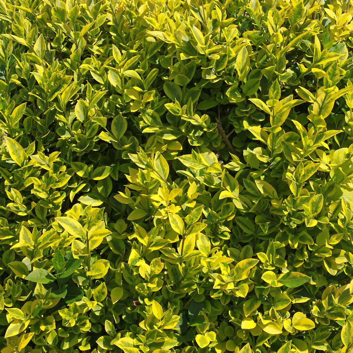 Bonte liguster - Ligustrum ovalifolium Aureum - Bakker
