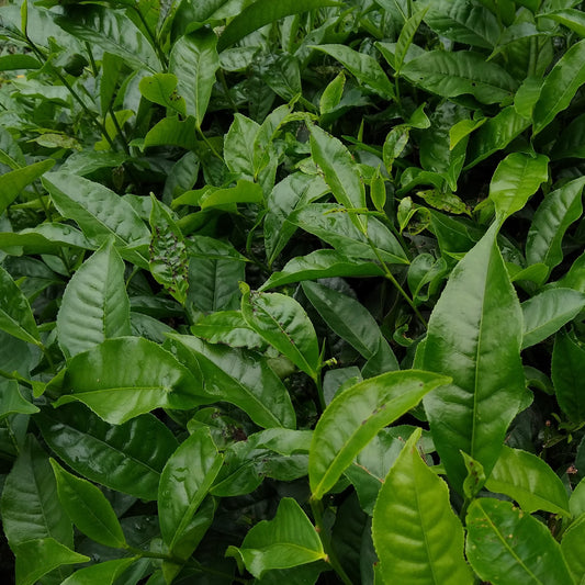 Theeplant - Camellia sinensis