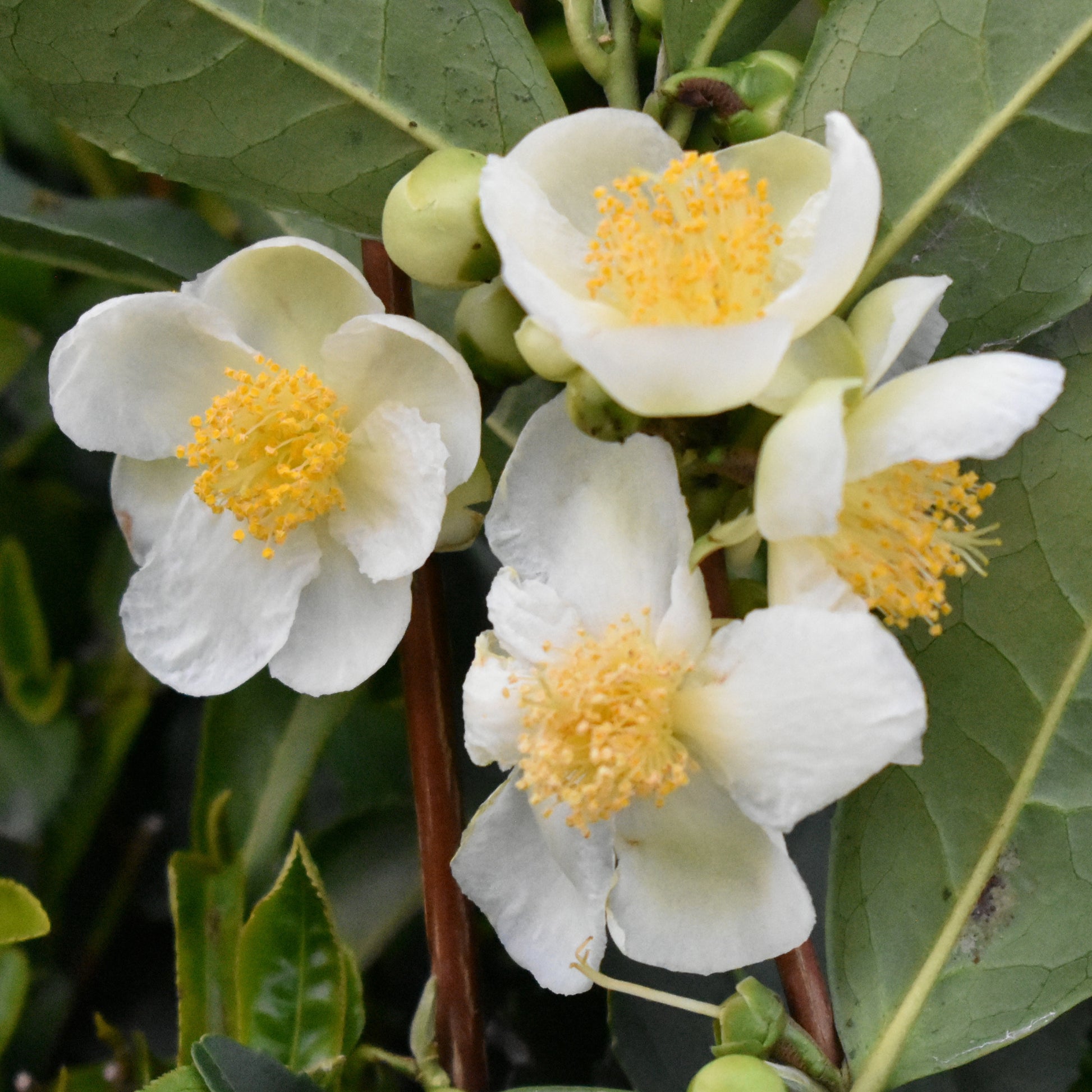 Theeplant - Camellia sinensis