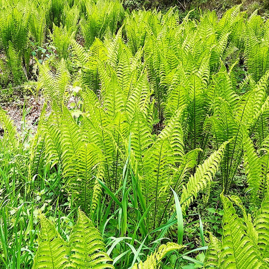 Struisvaren (x2) - Matteucia struthiopteris - Heesters en vaste planten