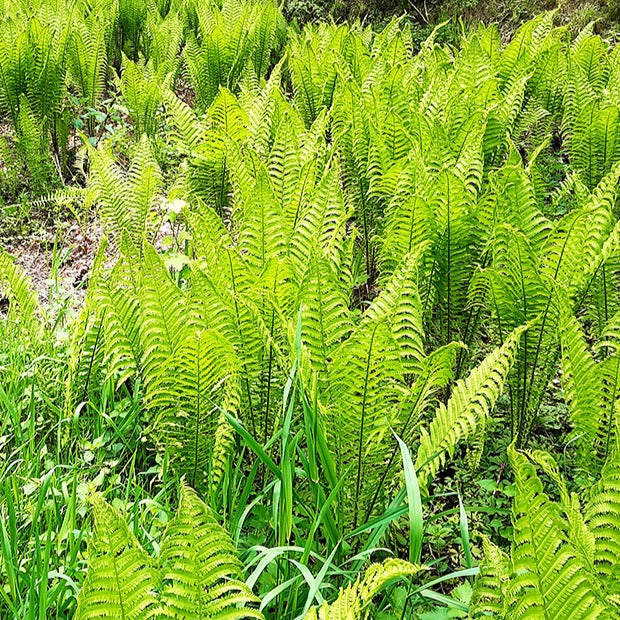 Vaste planten - Struisvaren (x2) - Matteuccia struthiopteris