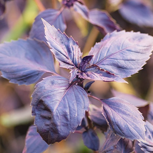 Basilicum 'Dark Opal' - BIO - Bakker