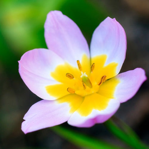 Wildtulpen Bakeri Lilac Wonder (x10) - Tulipa lilac wonder - Voorjaarsbloeiers