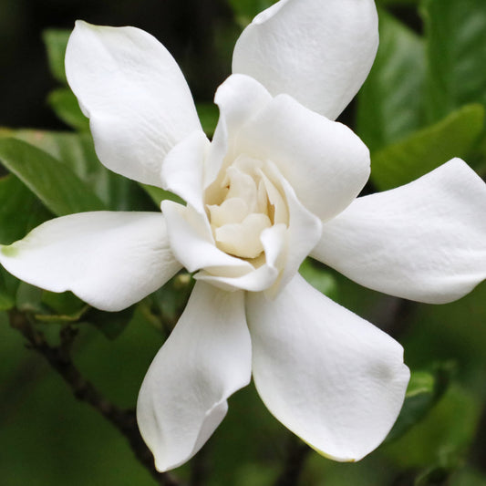 Kaapse Jasmijn 'Celestial Star' - Gardenia celestial star® 'ps-2013-4' - Tuinplanten