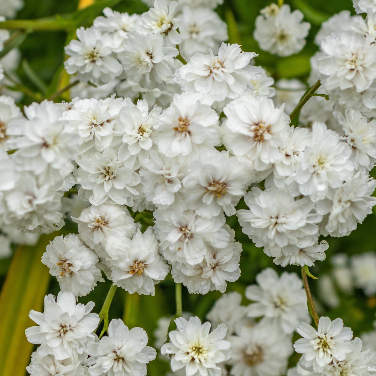 Duizendblad 'Diadem' (x3) - Achillea ptarmica diadem - Bakker