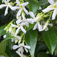Toscaanse jasmijn - roze + wit (x2) - Trachelospermum jasminoides - Heesters en vaste planten