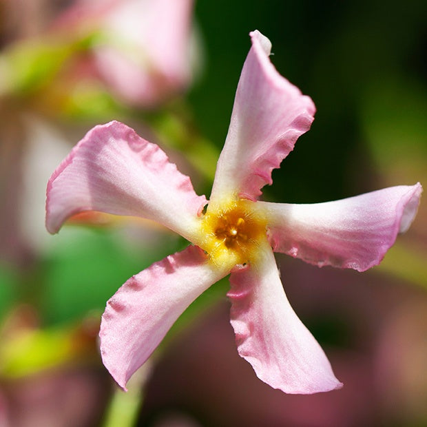 Sterjasmijn - Trachelospermum - Toscaanse jasmijn - roze + wit (x2) - Trachelospermum jasminoides