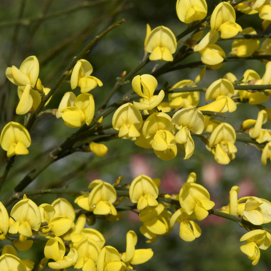 Brem 'Allgold' - Cytisus praecox allgold - Heesters en vaste planten