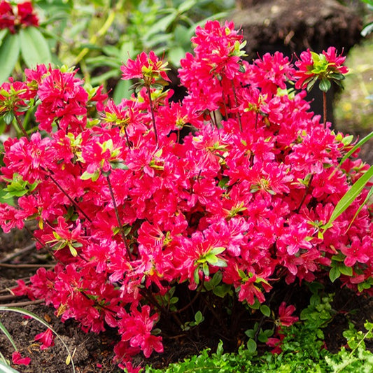 Japanse azalea - rood - Azalea japonica red - Heesters