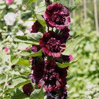 Dubbelbloemige stokroos - bruin (x3) - Alcea rosea chaters double group chesnut-brown - Tuinplanten