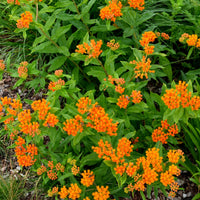 Zijdeplant - Asclepia tuberosa - Bakker