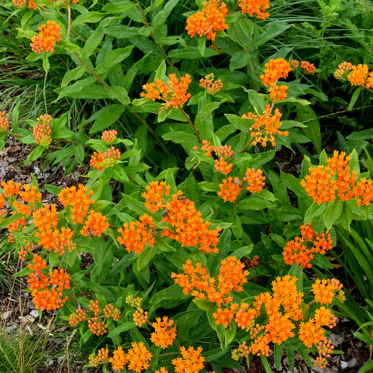 Zijdeplant - Asclepia tuberosa - Bakker