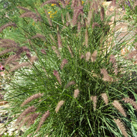 Lampenpoetsersgras / Oosters fonteingras - Pennisetum orientale - Heesters en vaste planten