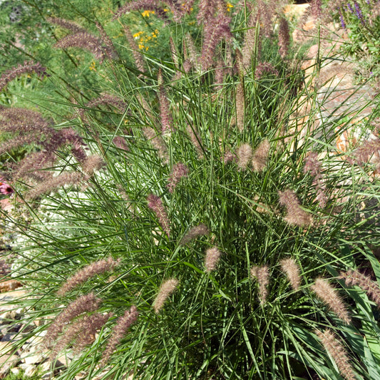 Lampenpoetsersgras / Oosters fonteingras - Pennisetum orientale - Heesters en vaste planten