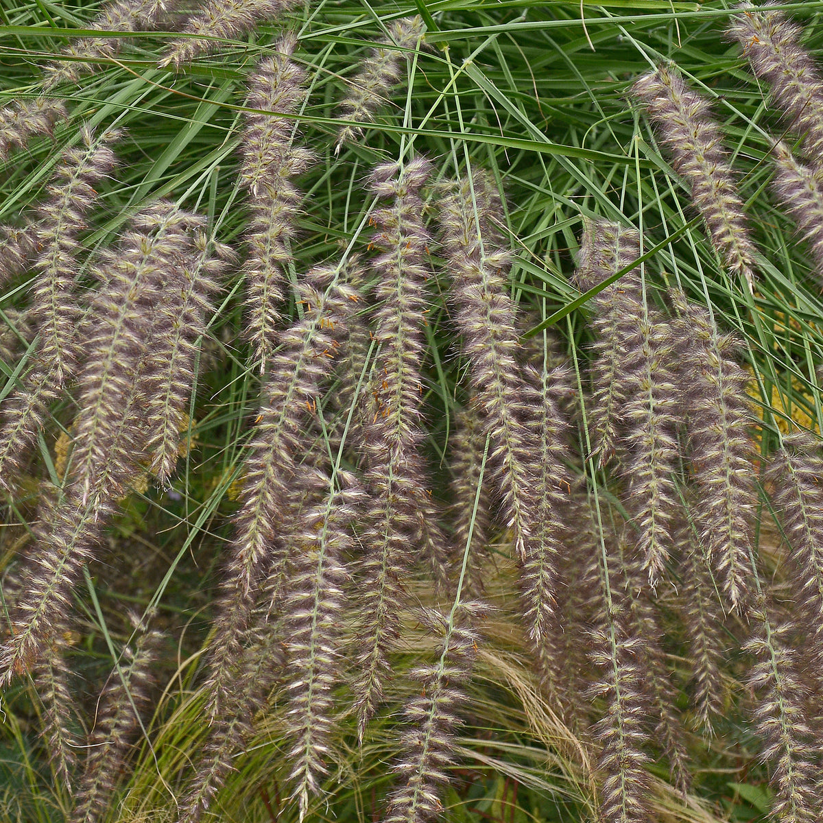 Lampenpoetsersgras / Oosters fonteingras - Pennisetum orientale - Bakker