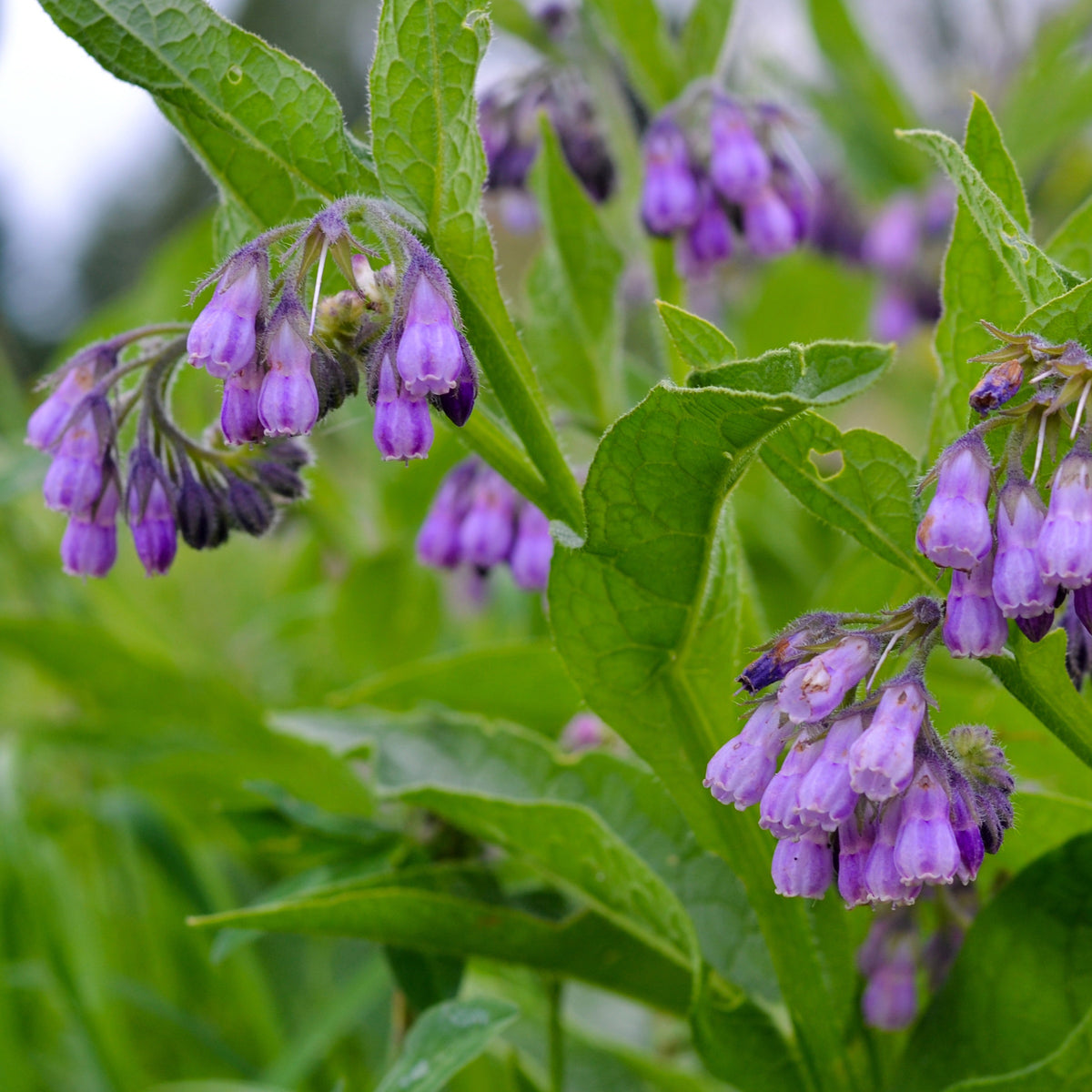 Smeerwortel 'Purpureum' - Bakker