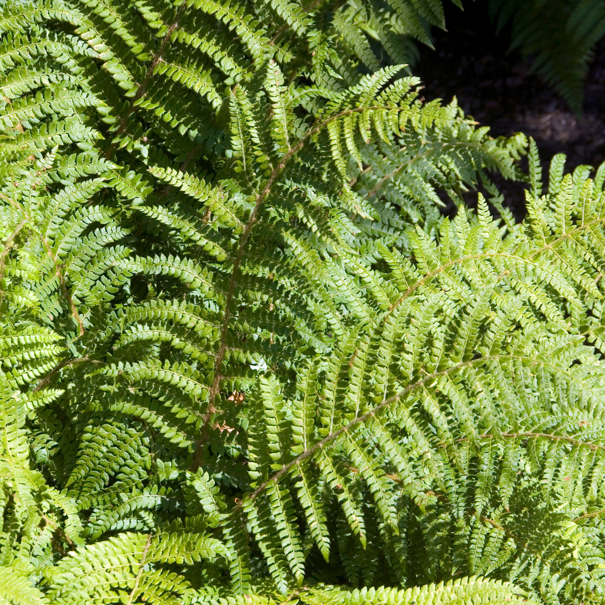 Glansschildvaren - Polystichum polyblepharum - Bakker