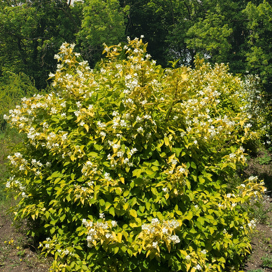 Geelbladige Jasmijn - Philadelphus corononarius aureus - Tuinplanten