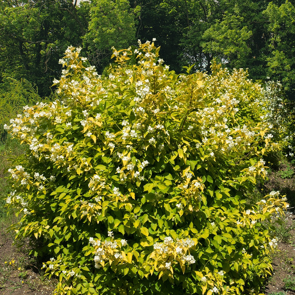 Geelbladige Jasmijn - Philadelphus corononarius aureus - Tuinplanten