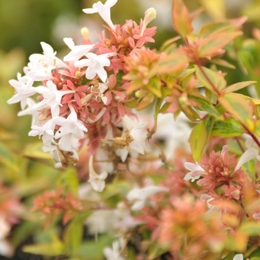 Bonte Abelia - Abelia grandiflora 'kaleidoscope' (r) - Heesters en vaste planten