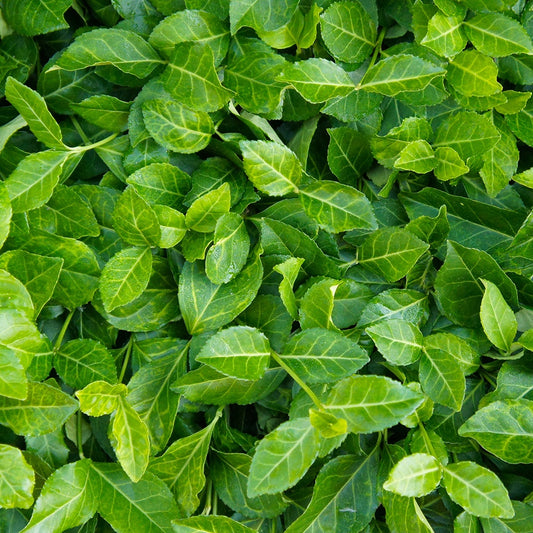 Japanse kardinaalsmuts 'Coloratus' - Euonymus fortunei coloratus - Plant eigenschap