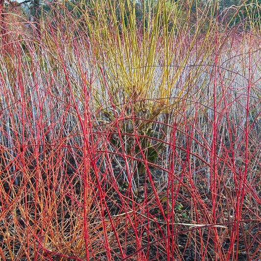 Rode kornoelje 'Midwinter Fire' - Cornus sanguinea midwinter fire - Heesters en vaste planten