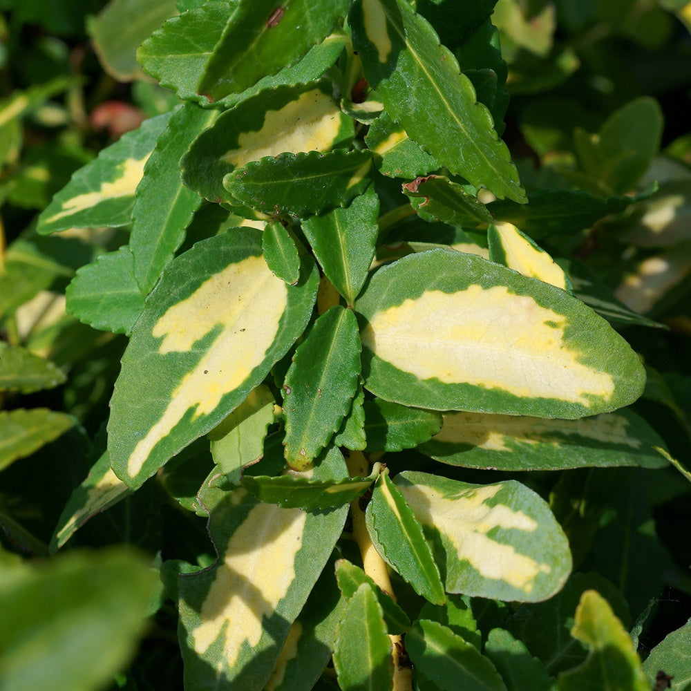 Japanese kardinaalsmuts Sunspot - Euonymus fortunei sunspot - Bakker