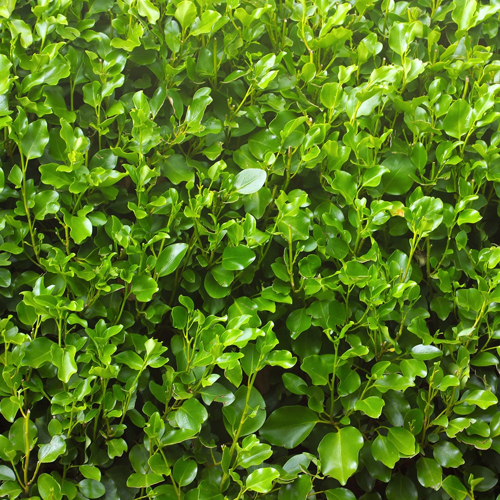 Griselinia - Griselinia littoralis - Tuinplanten