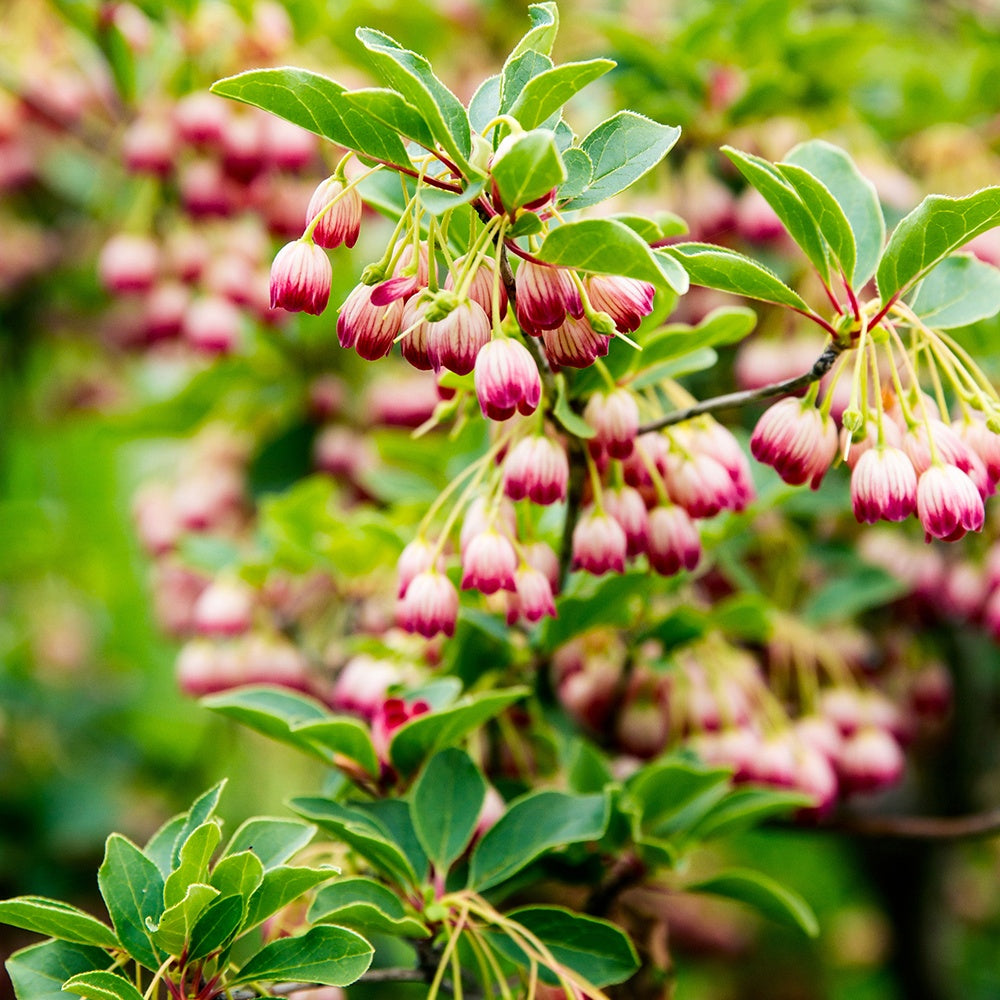 Balkon- en terrasplanten - Pronkklokje - Enkianthus campanulatus red bells