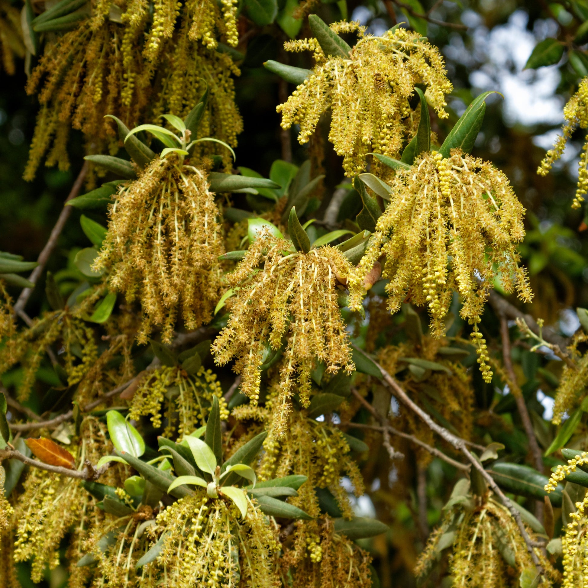 Steeneik - Quercus ilex - Heesters en vaste planten