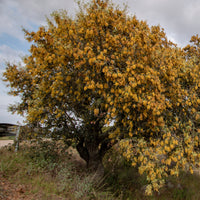 Steeneik - Quercus ilex - Bomen