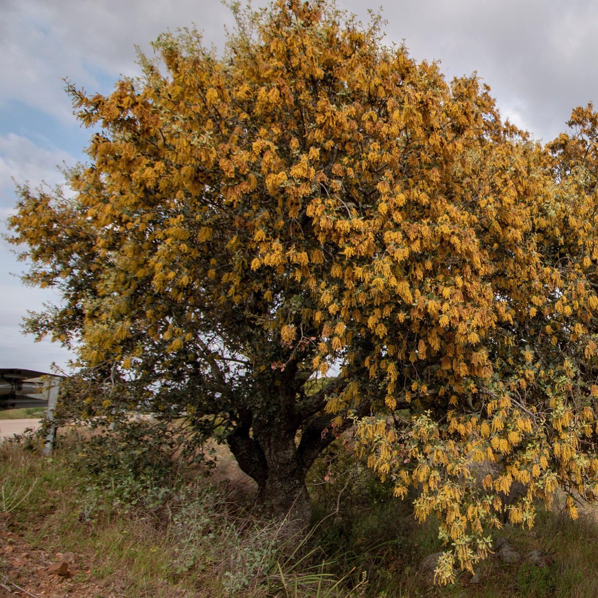 Steeneik - Quercus ilex - Bomen