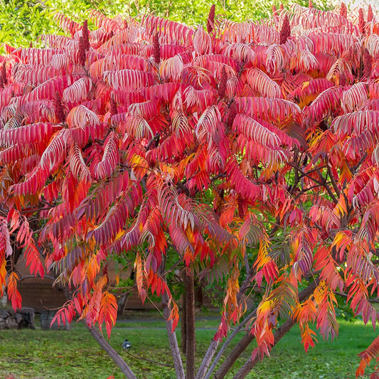 Fluweelboom - Rhus typhina - Heesters en vaste planten