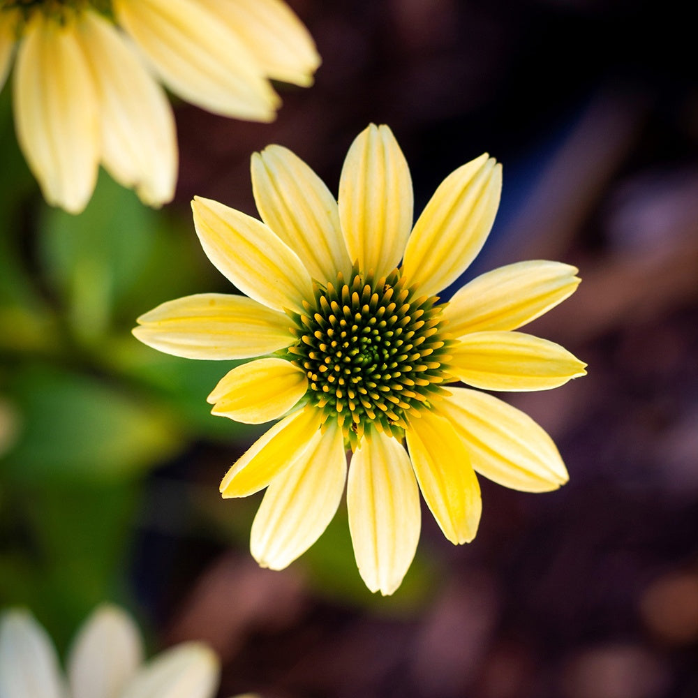 Zonnehoed 'Mellow Yellows' - Echinacea purpurea mellow yellows - Tuinplanten