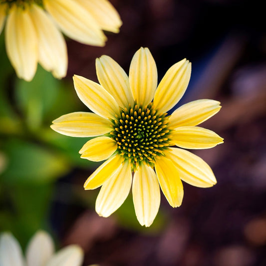 Zonnehoed 'Mellow Yellows' - Echinacea purpurea mellow yellows - Tuinplanten