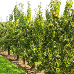 Perenboom 'Abate Fetel' - Bakker