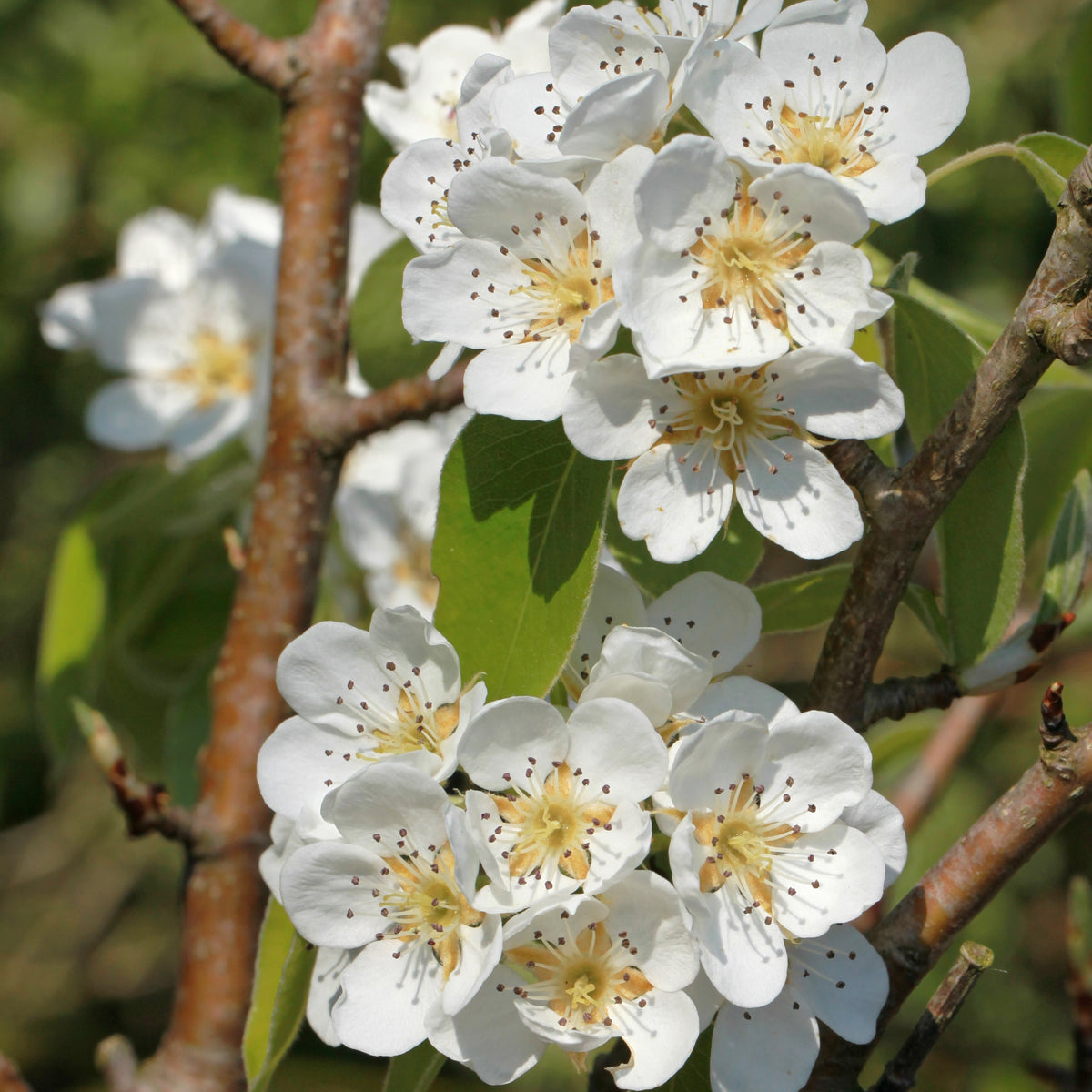 Perenboom 'Abate Fetel' - Pyrus communis abate fetel - Bakker